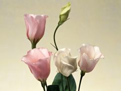 Tapeta Nature eee 1760.jpg